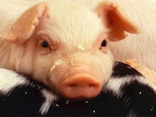 全新AI工具實現人豬溝通：能夠翻譯豬叫聲背后的情緒，從而幫助農民了解豬的情緒和壓力狀態，改善動物福利